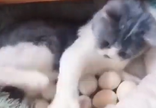 【感動】たくさんの卵を守って温めかえったひなを育てる猫、愛情にあふれてる