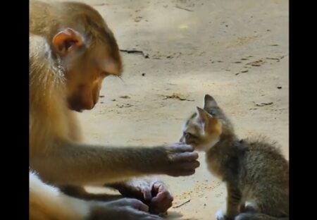 【癒】初めて出会ったサルと子猫、サルに優しく触れられた子猫が自ら抱っこされにいく