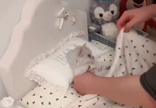 【動画】専用ベッドで寝かしつけしてもらう子猫、カワイイすぎるｗｗｗｗ