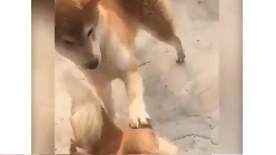 【爆笑】チワワに思わぬ反撃を受けた柴犬、びびりまくるｗｗｗｗ