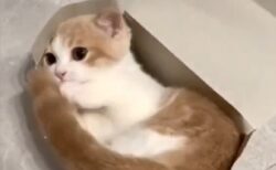 【動画】箱にはいりたいけどしっぽが出ちゃう子猫、カワイイｗｗｗｗ