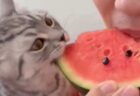 【笑】スイカを食べる猫、甘いところは赤だと気づいた瞬間！