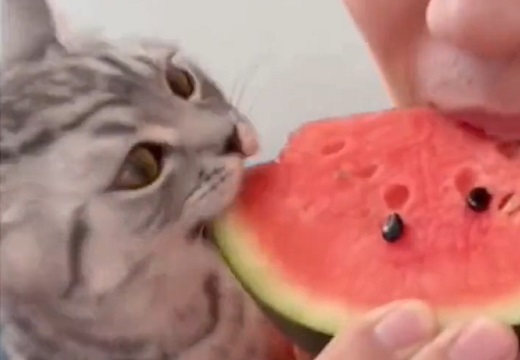 【笑】スイカを食べる猫、甘いところは赤だと気づいた瞬間！