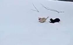 【！】雪に大はしゃぎする猫！めちゃくちゃ楽しそうｗｗｗｗ