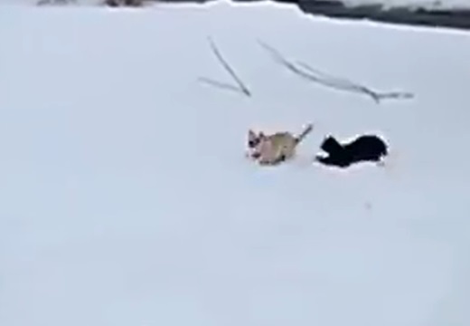 【！】雪に大はしゃぎする猫！めちゃくちゃ楽しそうｗｗｗｗ
