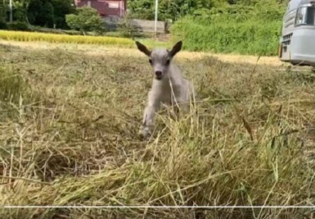 【ﾒｰﾒｰﾒｰﾒｰ】探してた飼い主を見つけた子ヤギ、反応が可愛いすぎるｗｗｗｗ