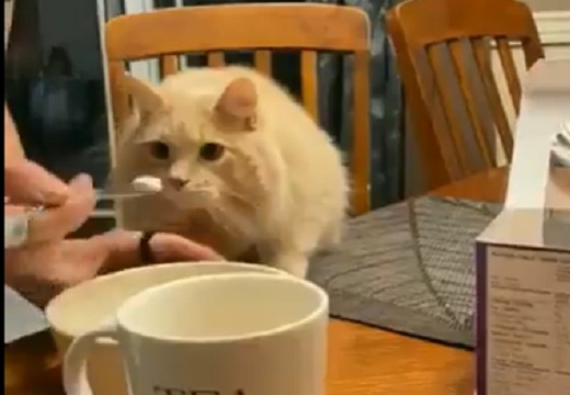 【！】初めてアイスを食べた猫のリアクションｗｗｗｗｗｗ
