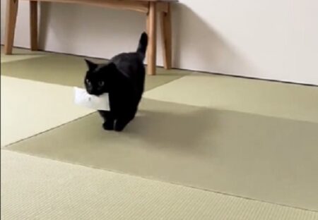 【ひゃー】おしぼりをお届けてくれる黒猫、可愛いｗｗｗｗ