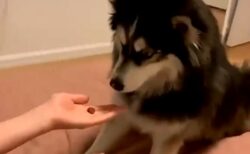 【動画】マジックを目の当たりにした犬、納得いかないｗｗｗｗ