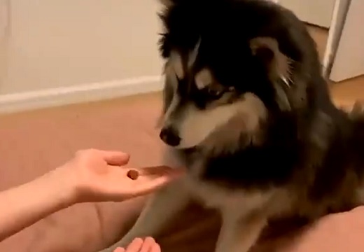【動画】マジックを目の当たりにした犬、納得いかないｗｗｗｗ