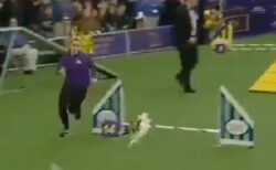 【アジリティ】本気だした超小型犬パピヨンが世界最速を樹立！ものすごいｗｗｗｗ