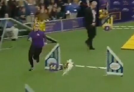【アジリティ】本気だした超小型犬パピヨンが世界最速を樹立！ものすごいｗｗｗｗ