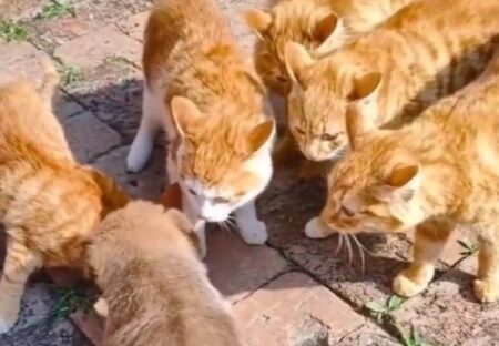 【動画】初めて見る子犬に興味津々な猫集団ｗｗｗｗ