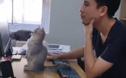 【動画】飼い主といっしょに悩んでくれる子猫、愛しすぎるｗｗｗｗ