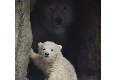 【こわ！】きょとんとした可愛らしい子グマと、後ろに控える母クマ・・・