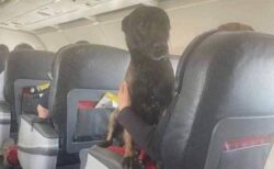 【泣】トルコ、各国から派遣された災害救助犬たちの貨物室帰国を拒否　ファーストクラス席を提供