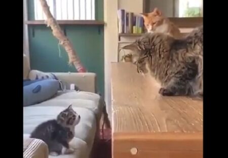 【動画】子猫を見守る2匹の大人猫、結末がｗｗｗｗ