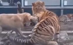 【感動】虎とライオンの険悪ムードを察した犬、喧嘩を始めないようお互いを引き離す