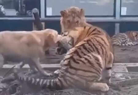【感動】虎とライオンの険悪ムードを察した犬、喧嘩を始めないようお互いを引き離す