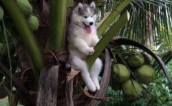 【笑】木に登って降りられなくなっちゃったハスキー犬が可愛すぎる！