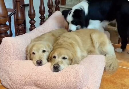 【ぎゅうぎゅう】同じベッドで眠る犬たち・・素敵すぎるｗｗｗｗ