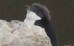 【ふわふわ】脱皮中のペンギン赤ちゃん、残った毛がベレー帽にしか見えないｗｗｗｗ