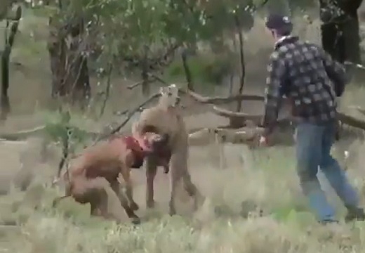 【！】カンガルーに襲われる飼い犬を助ける男性！めちゃ強いｗｗｗｗ