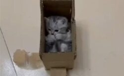 【すっぽり】小さな箱にみっちり入ってる子猫、表情も仕草も可愛いすぎるｗｗｗｗ