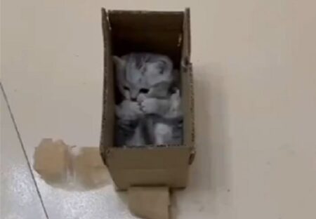 【すっぽり】小さな箱にみっちり入ってる子猫、表情も仕草も可愛いすぎるｗｗｗｗ