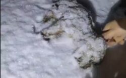 【泣】雪に埋もれているのを発見された子犬、救助されその後・・・