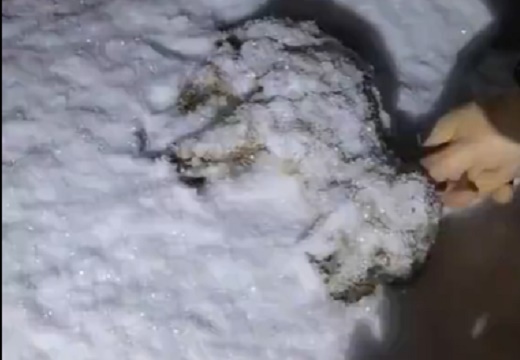 【泣】雪に埋もれているのを発見された子犬、救助されその後・・・