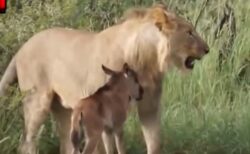 【！】子牛の赤ちゃんを他のライオンから守るライオン、感動的・・・