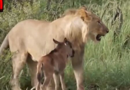 【！】子牛の赤ちゃんを他のライオンから守るライオン、感動的・・・