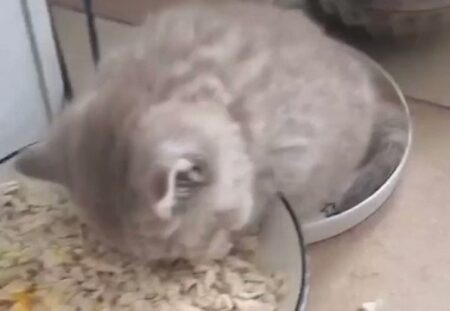 【動画】ごはん中に電池が切れちゃった子猫が話題に「いびき凄いｗ」