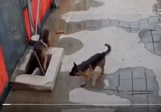 【動画】落ちちゃった兄弟を救うため通りかかった人間に助けを求める犬、全てが素敵すぎた