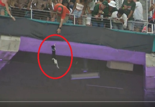 【！】スタジアムで落ちそうになってる猫、大観衆が見守るなか無事キャッチされる