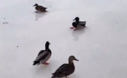 【あれっ】空から優雅に着水しようとしたら湖面が凍ってた鴨！カーリング状態にｗｗｗ