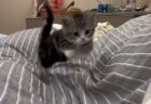 【動画】背中で眠る子猫を起こさないよう固まってる猫、最強に可愛いｗ