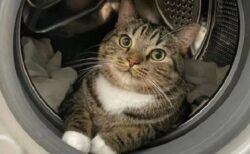 【笑】洗濯機の中からご満悦な猫、カワイイｗｗｗｗ