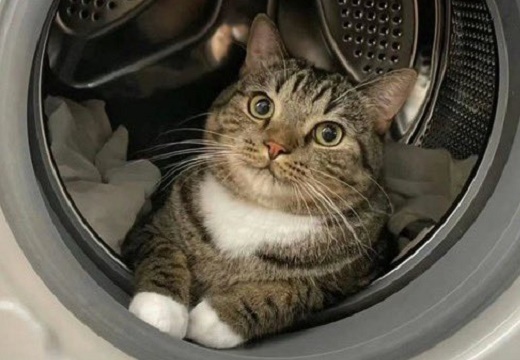 【笑】洗濯機の中からご満悦な猫、カワイイｗｗｗｗ