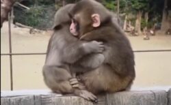 【動画】ぎゅっと抱き合って温め合う子ザル兄弟、カワイイ・・・