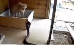 【！！！】大蛇と対峙した猫、ヘビー級パンチが話題「強すぎ」