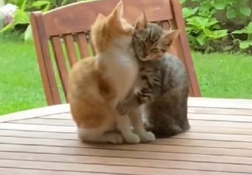 【動画】ぴったり寄り添う猫の兄弟、尊すぎる・・・