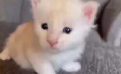 【ｗ】メインクーンの美人子猫、成長した現在の姿にネット騒然！