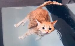【ぷかーん】ただただ浮いて漂う猫！が可愛いｗｗｗｗ