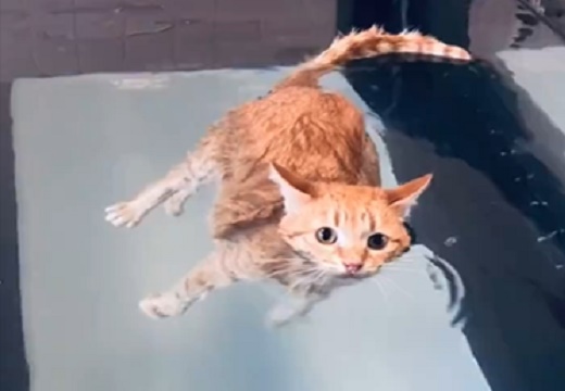 【ぷかーん】ただただ浮いて漂う猫！が可愛いｗｗｗｗ