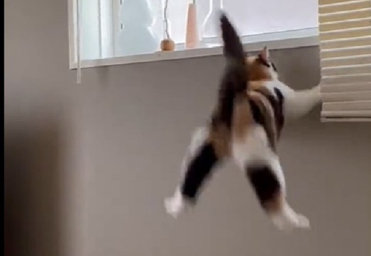 【あぁ】盛大にジャンプ失敗する猫が激写されるｗ