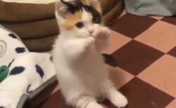 【動画】両手の動きが謎すぎる子猫！何してるのかｗｗｗｗ