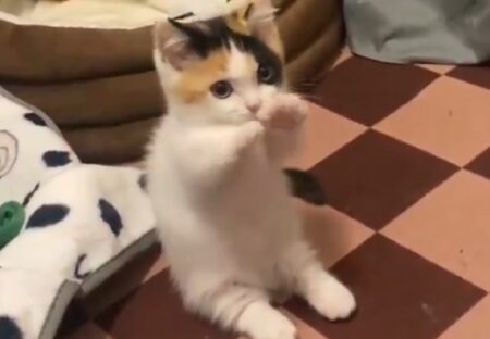 【動画】両手の動きが謎すぎる子猫！何してるのかｗｗｗｗ