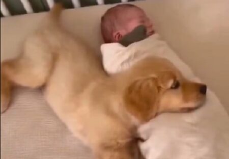 【尊い】眠ってる赤ちゃんを起こさないようそっと寄り添う子犬、最高に可愛い